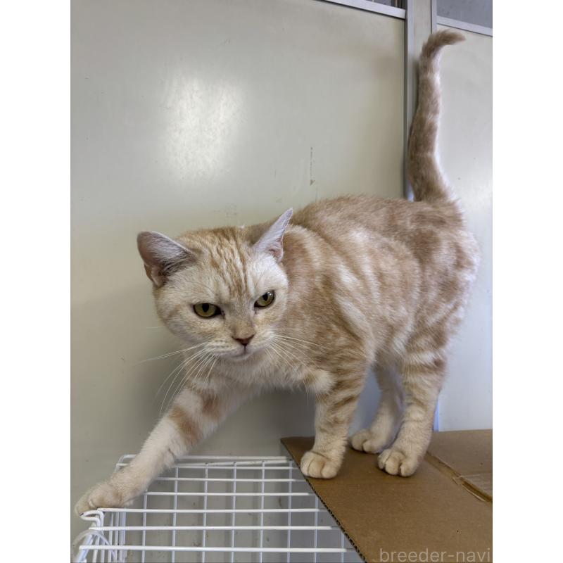 販売中の千葉県のアメリカンショートヘア-135398の3枚目