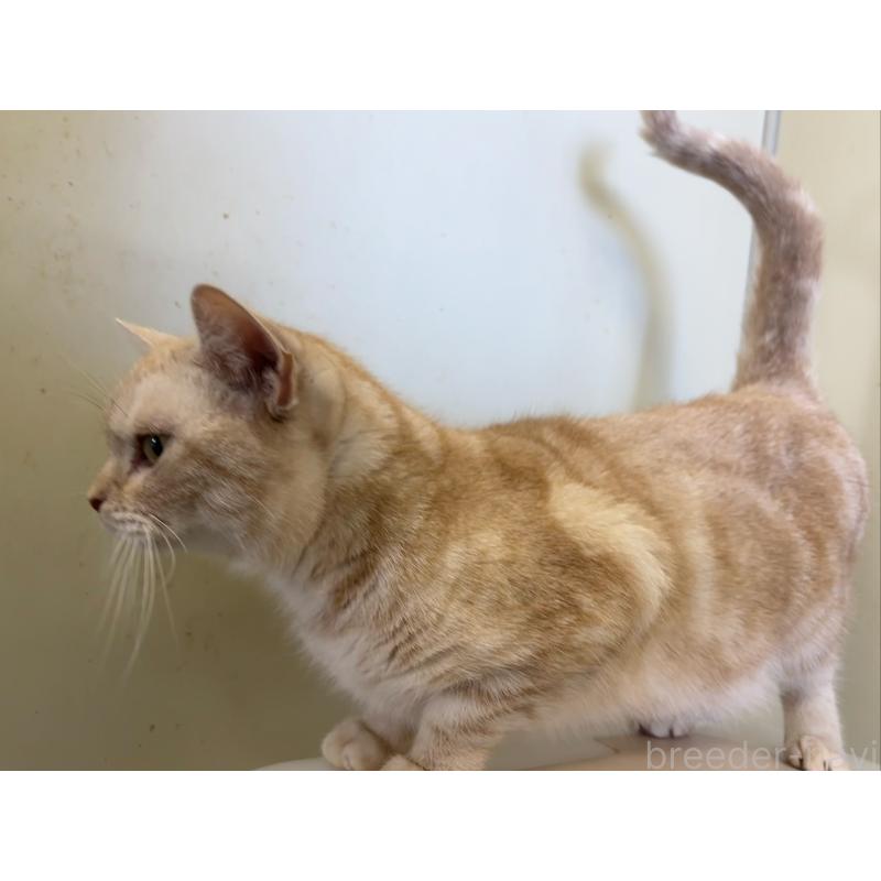 販売中の千葉県のアメリカンショートヘア-135398の2枚目