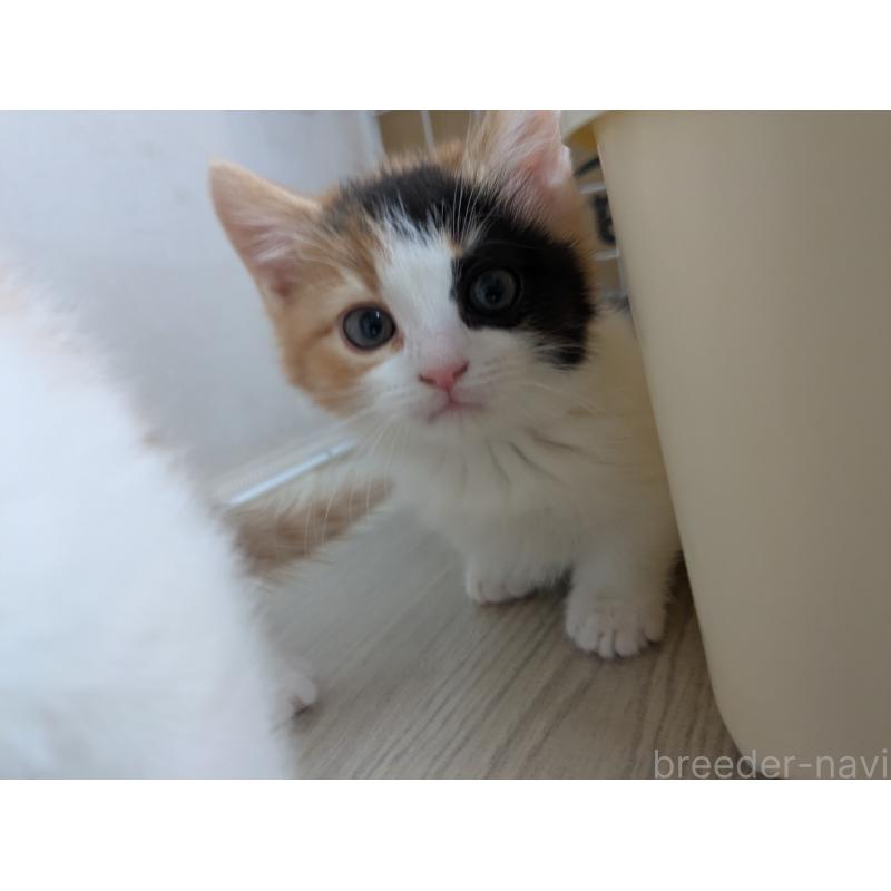 成約済の栃木県のマンチカン(短足)-137060の3枚目