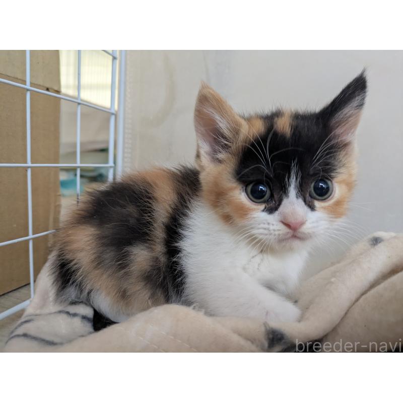 販売中の栃木県のマンチカン(短足)-137420の6枚目