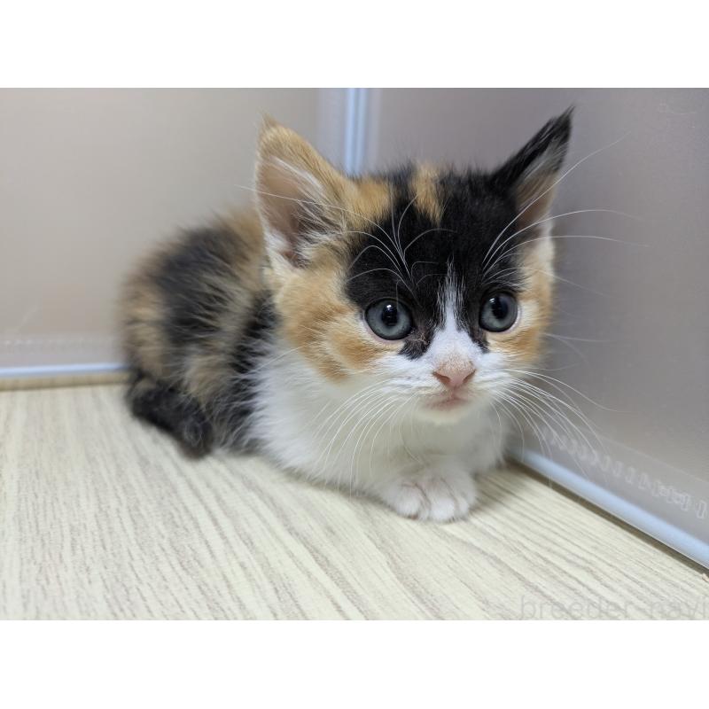 販売中の栃木県のマンチカン(短足)-137420の5枚目