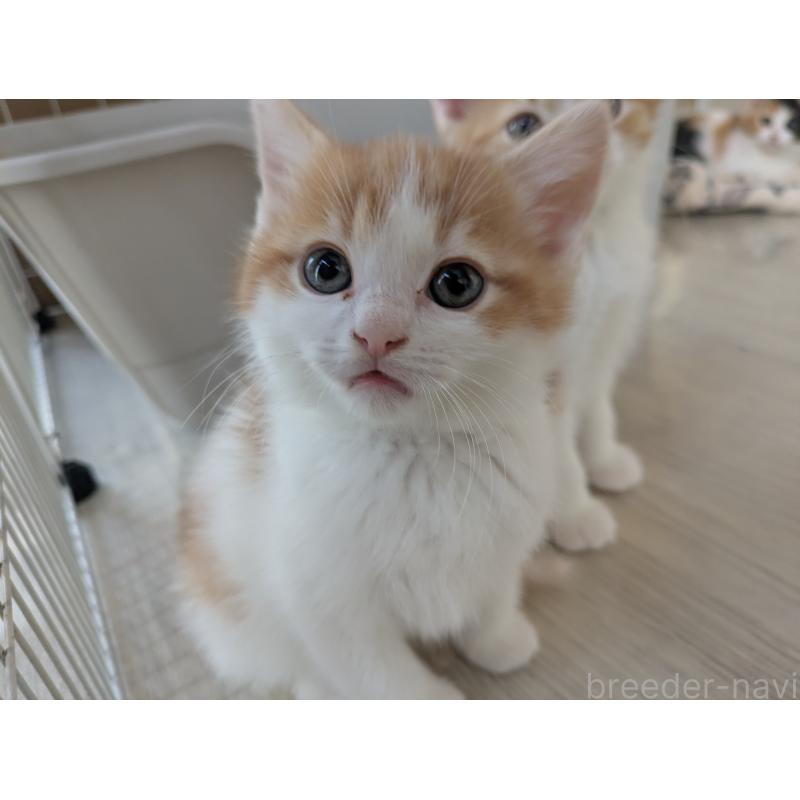 販売中の栃木県のマンチカン-137421の5枚目