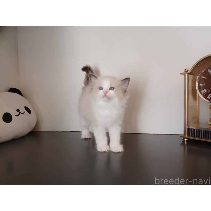 販売中の東京都のラグドール-137422の10枚目