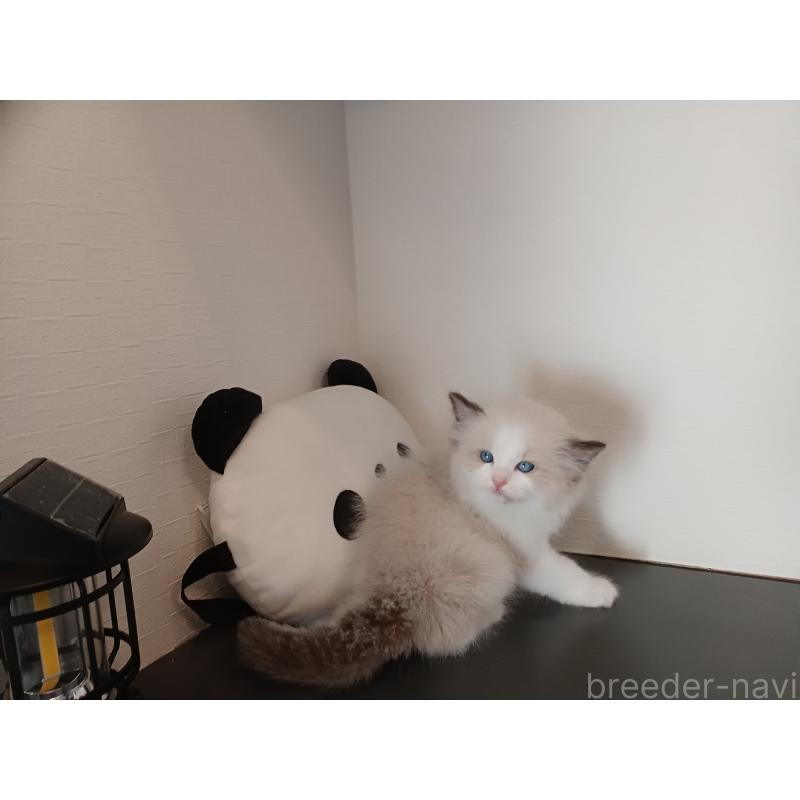 販売中の東京都のラグドール-137422の9枚目