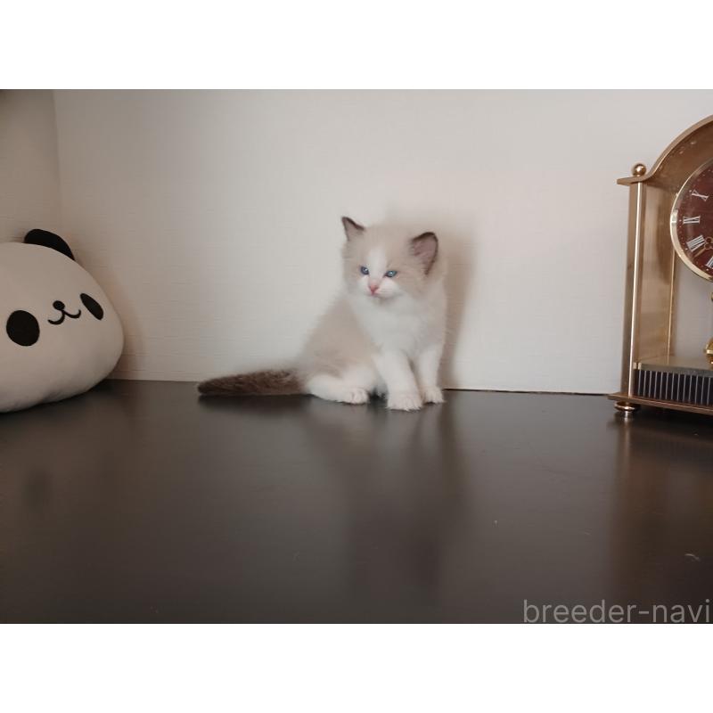 販売中の東京都のラグドール-137422の8枚目