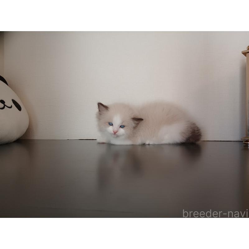 販売中の東京都のラグドール-137422の7枚目