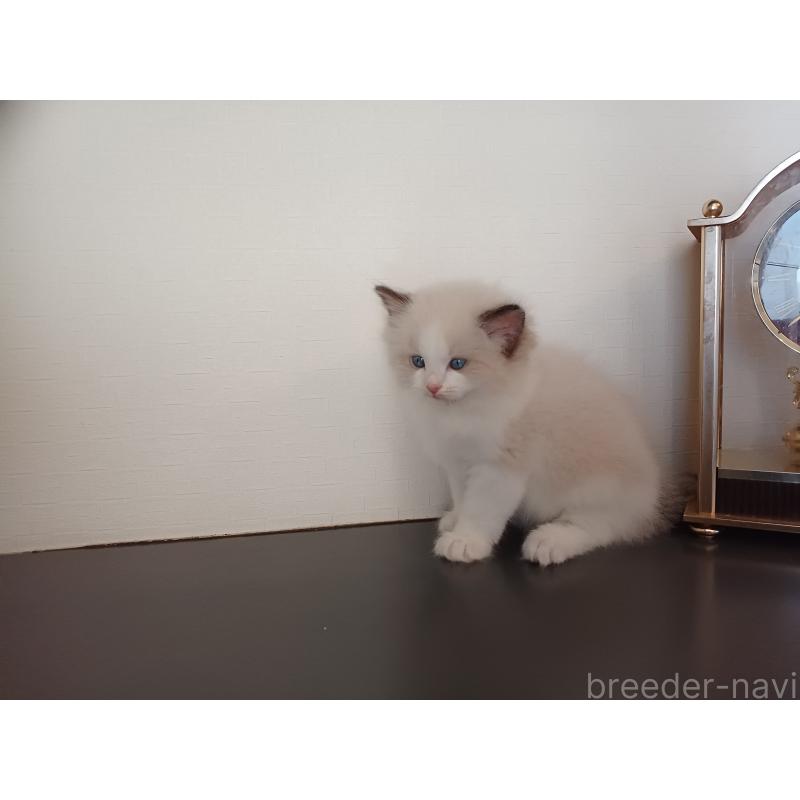 販売中の東京都のラグドール-137422の5枚目