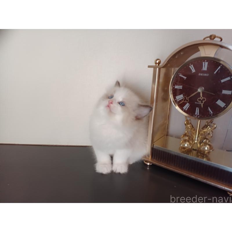 販売中の東京都のラグドール-137422の4枚目
