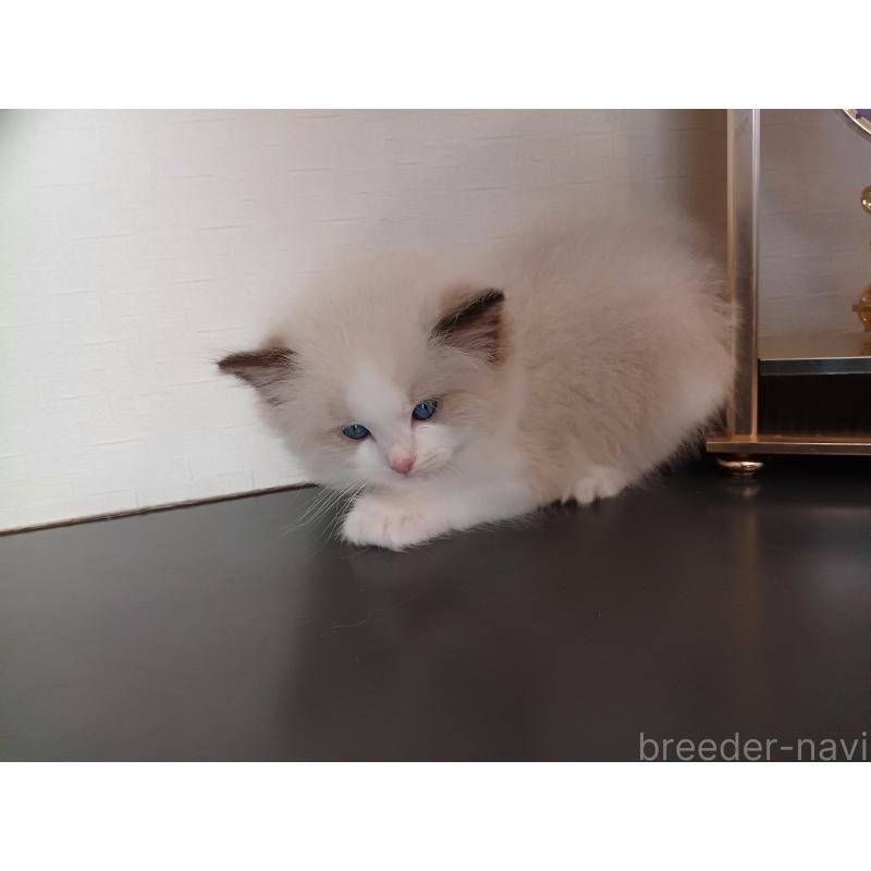 販売中の東京都のラグドール-137422の3枚目