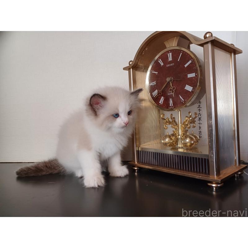 販売中の東京都のラグドール-137422の2枚目