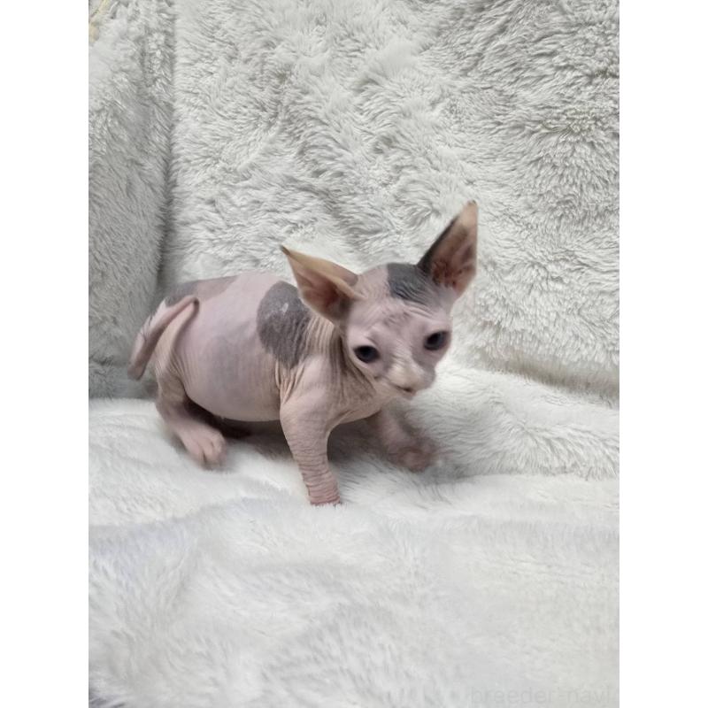 販売中の滋賀県のスフィンクス-137423の5枚目