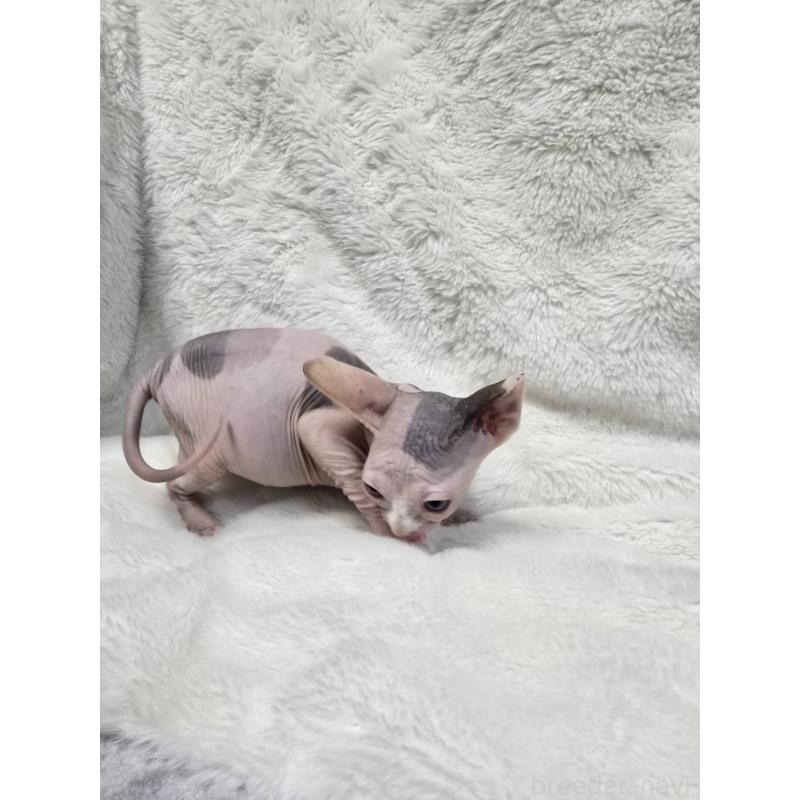 販売中の滋賀県のスフィンクス-137423の3枚目