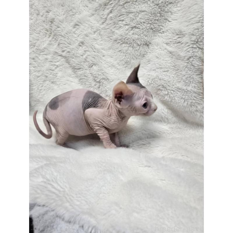 販売中の滋賀県のスフィンクス-137423の2枚目