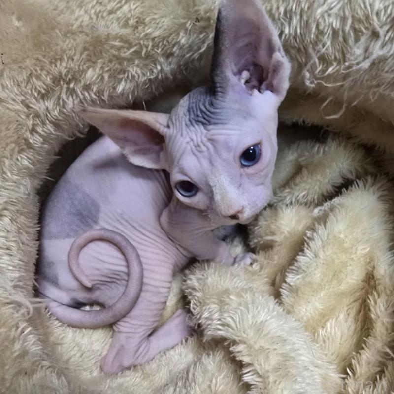 販売中の滋賀県のスフィンクス-137423の1枚目