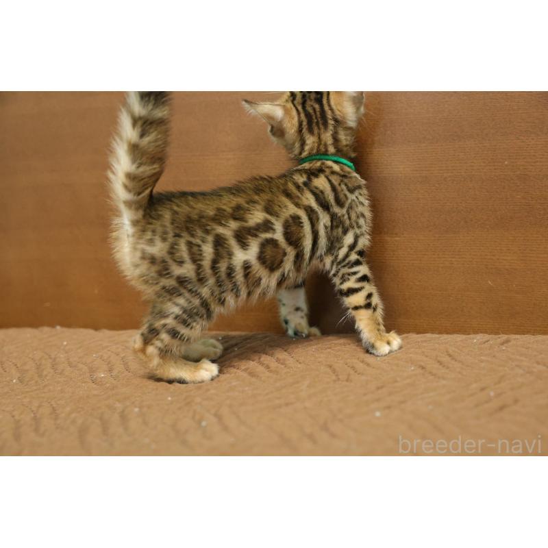 販売中の大阪府のベンガル-137424の9枚目