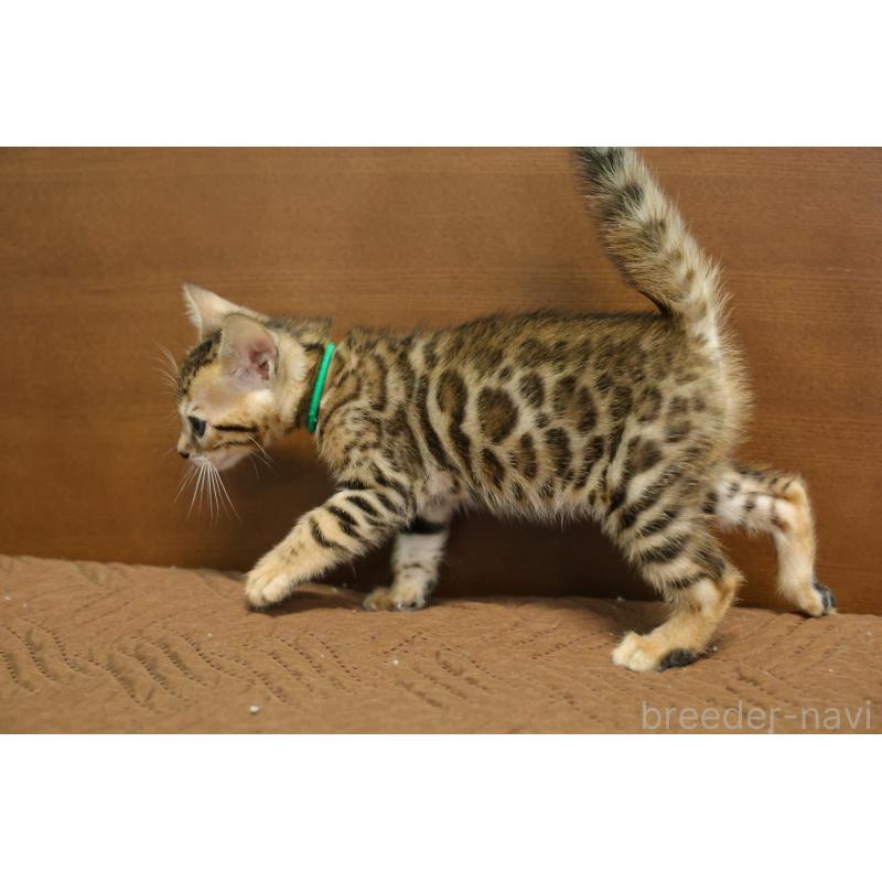 販売中の大阪府のベンガル-137424の8枚目