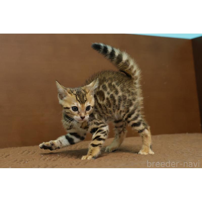 販売中の大阪府のベンガル-137424の7枚目