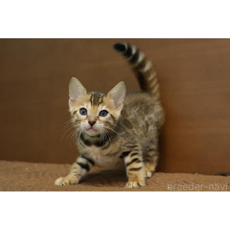 販売中の大阪府のベンガル-137424の6枚目