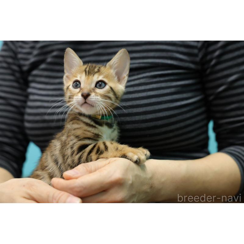 販売中の大阪府のベンガル-137424の3枚目