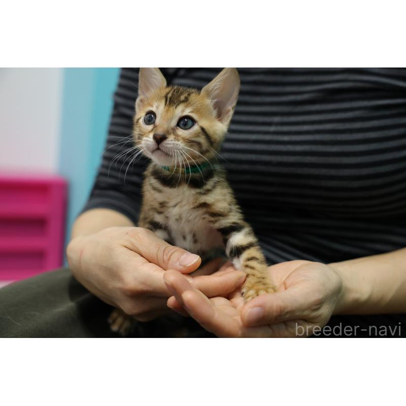 販売中の大阪府のベンガル-137424の2枚目