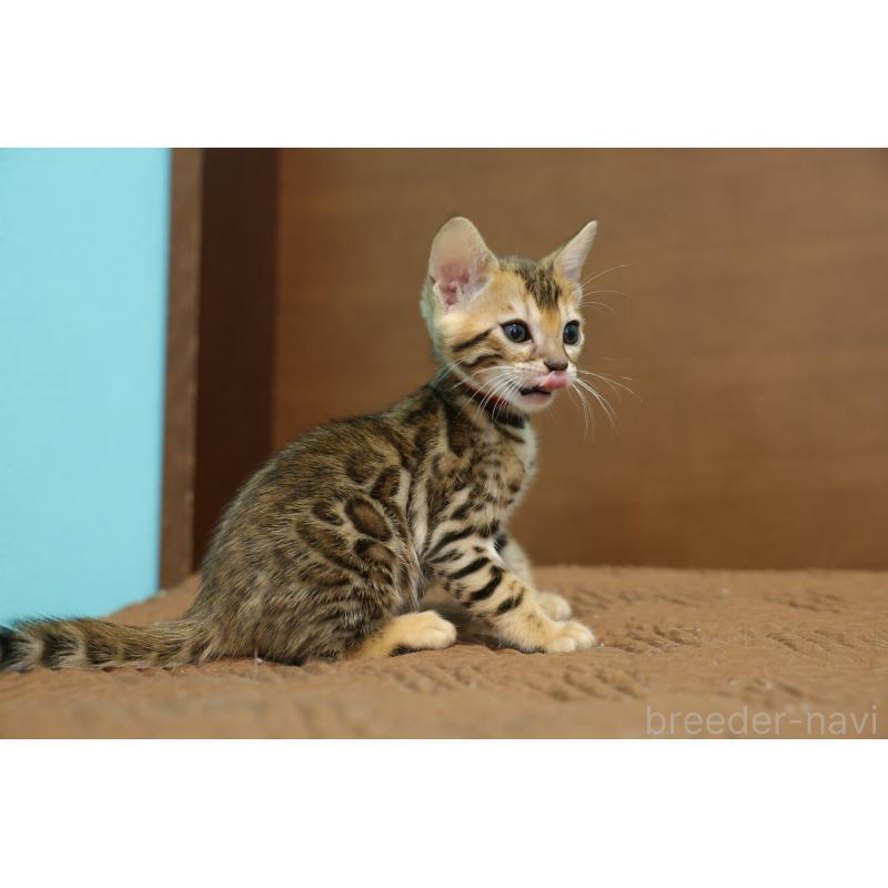 販売中の大阪府のベンガル-137425の12枚目