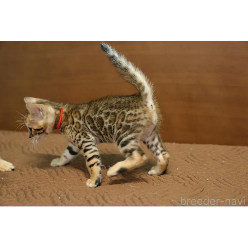 販売中の大阪府のベンガル-137425の10枚目