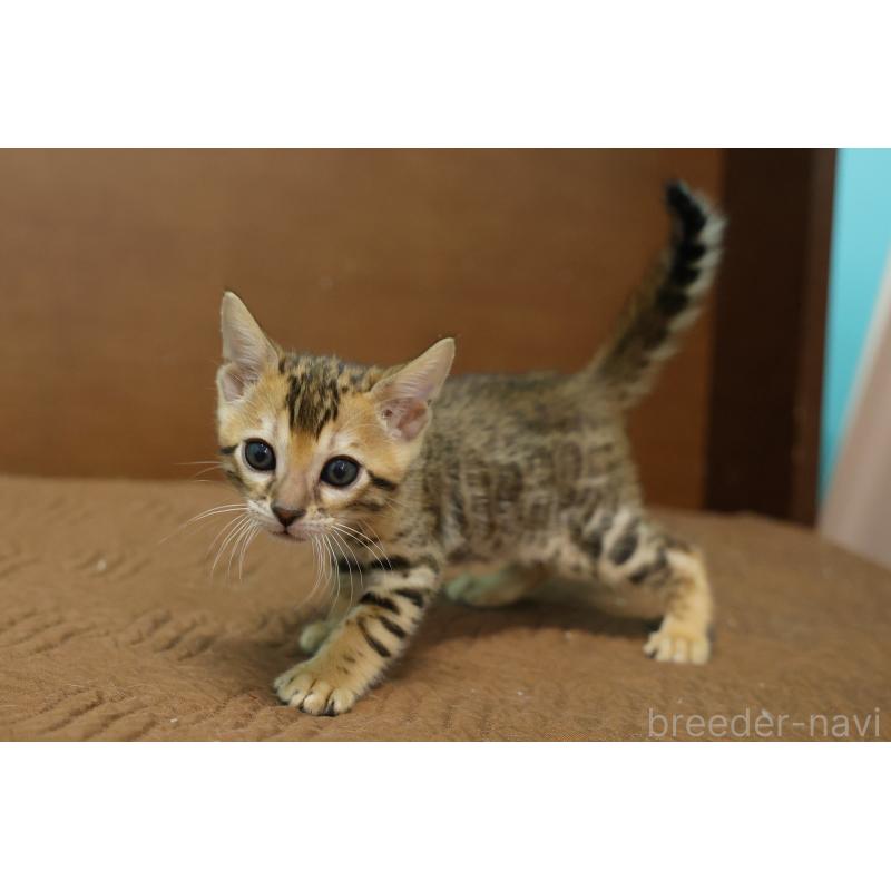 販売中の大阪府のベンガル-137425の8枚目