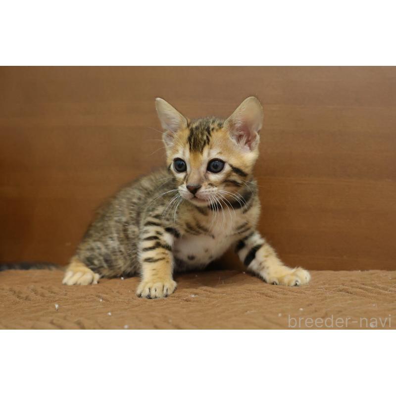 販売中の大阪府のベンガル-137425の7枚目