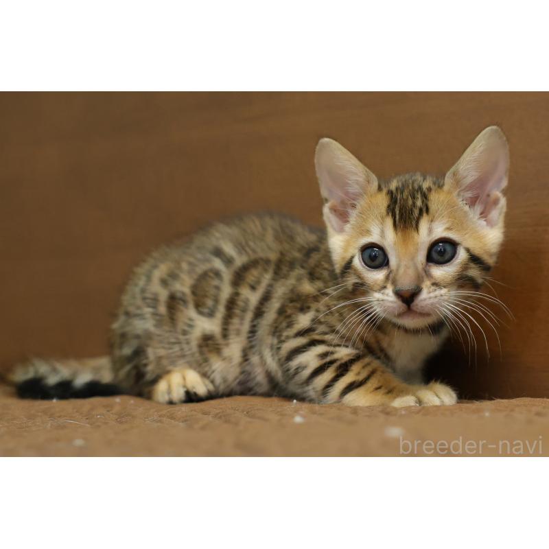 販売中の大阪府のベンガル-137425の6枚目