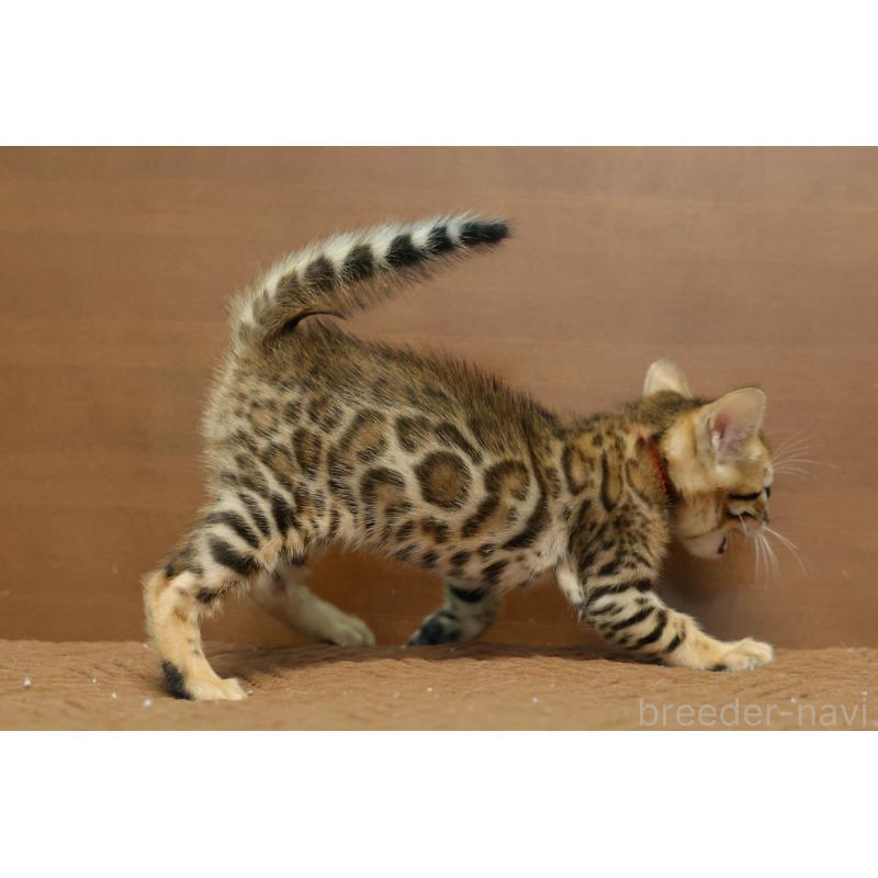 販売中の大阪府のベンガル-137425の4枚目