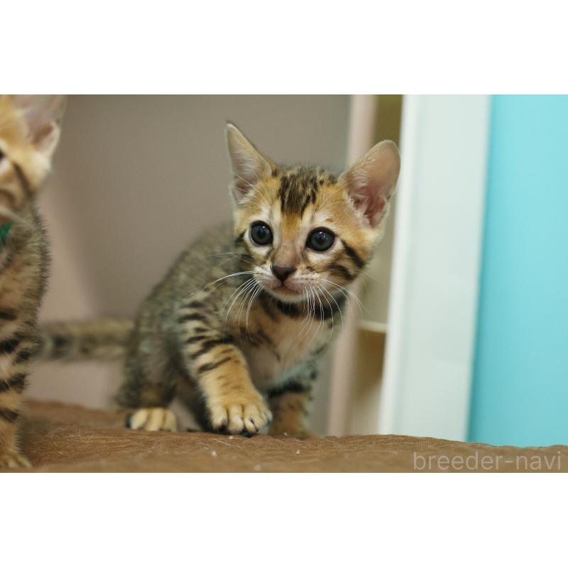 販売中の大阪府のベンガル-137425の3枚目