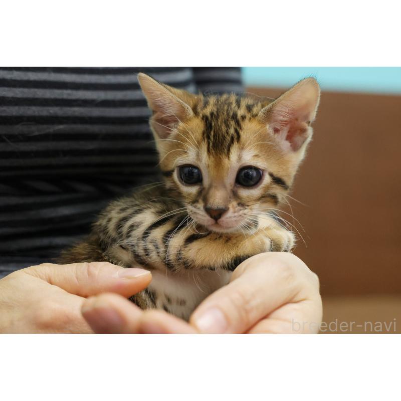 販売中の大阪府のベンガル-137425の2枚目