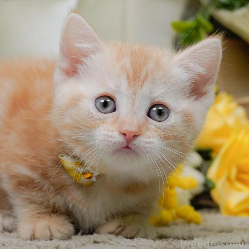 成約済の神奈川県のマンチカン-137426の1枚目