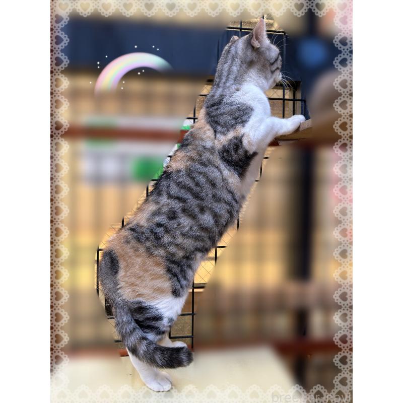 販売中の東京都のスコティッシュフォールド-137428の2枚目