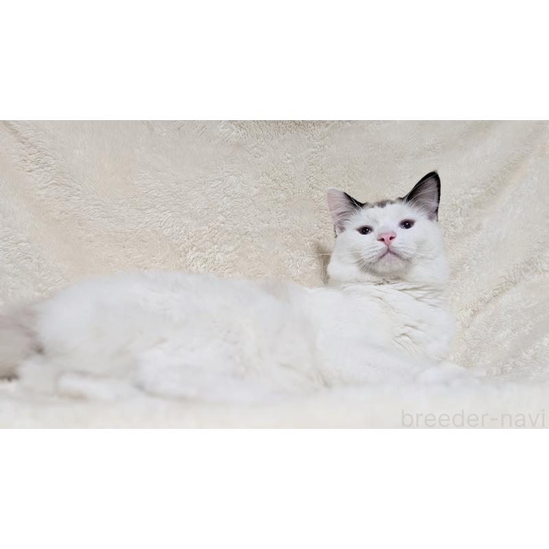 成約済の宮城県のラグドール-121123の11枚目