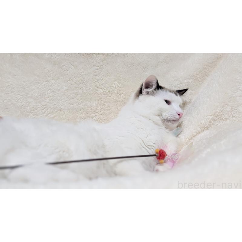 成約済の宮城県のラグドール-121123の10枚目