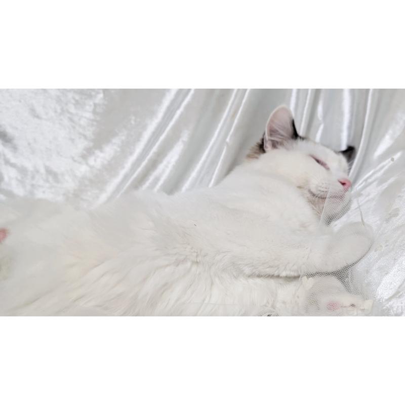 成約済の宮城県のラグドール-121123の7枚目