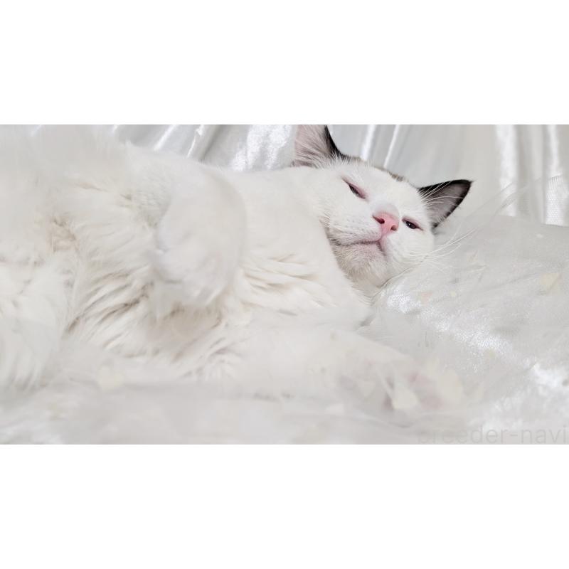 成約済の宮城県のラグドール-121123の6枚目