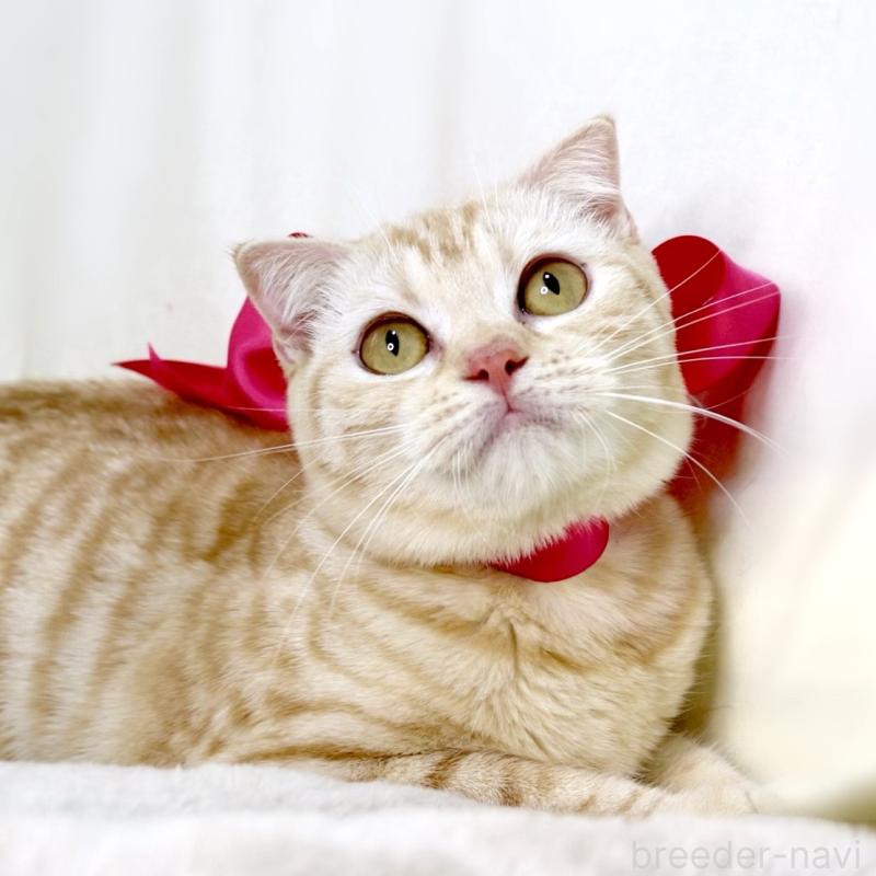 販売中の栃木県のマンチカン-137429の9枚目