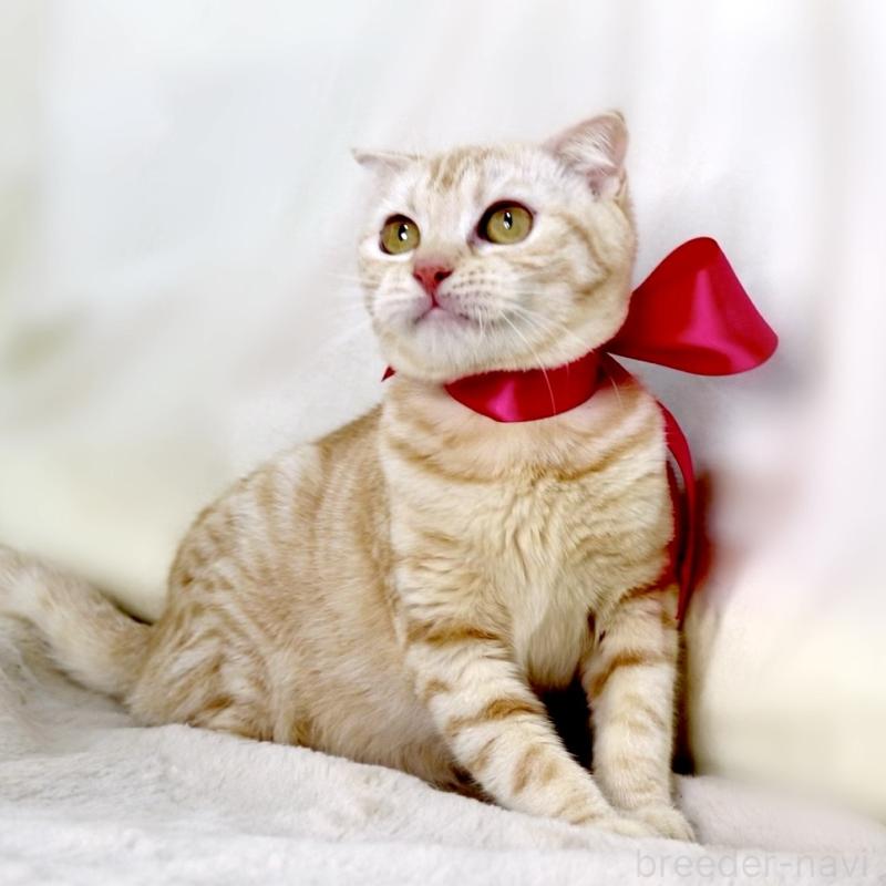 販売中の栃木県のマンチカン-137429の5枚目