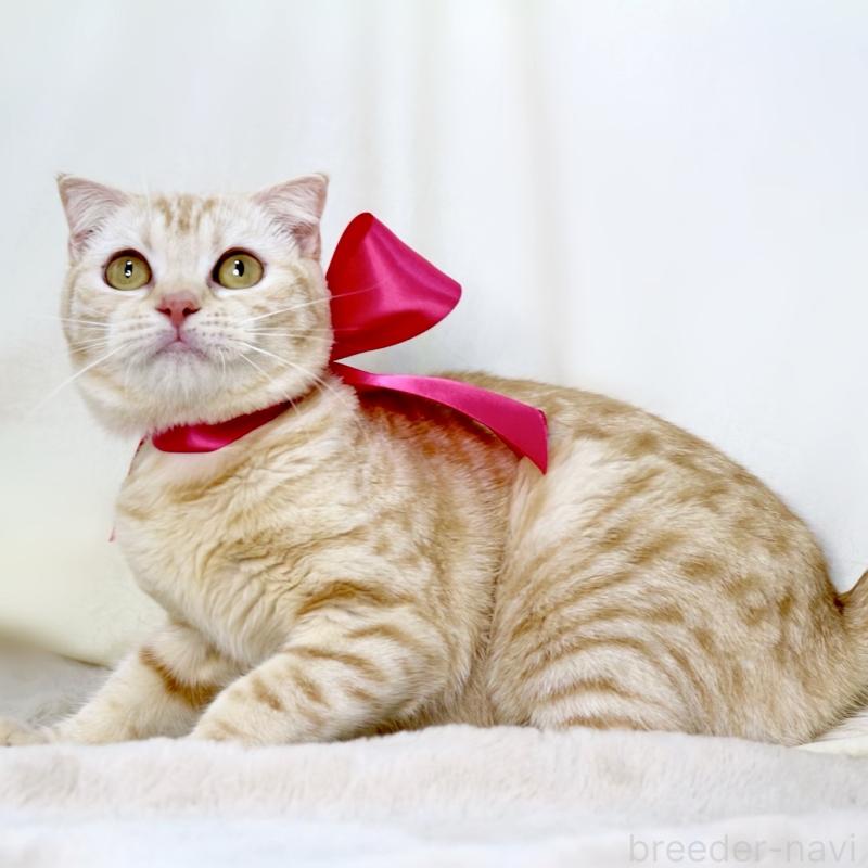 販売中の栃木県のマンチカン-137429の4枚目