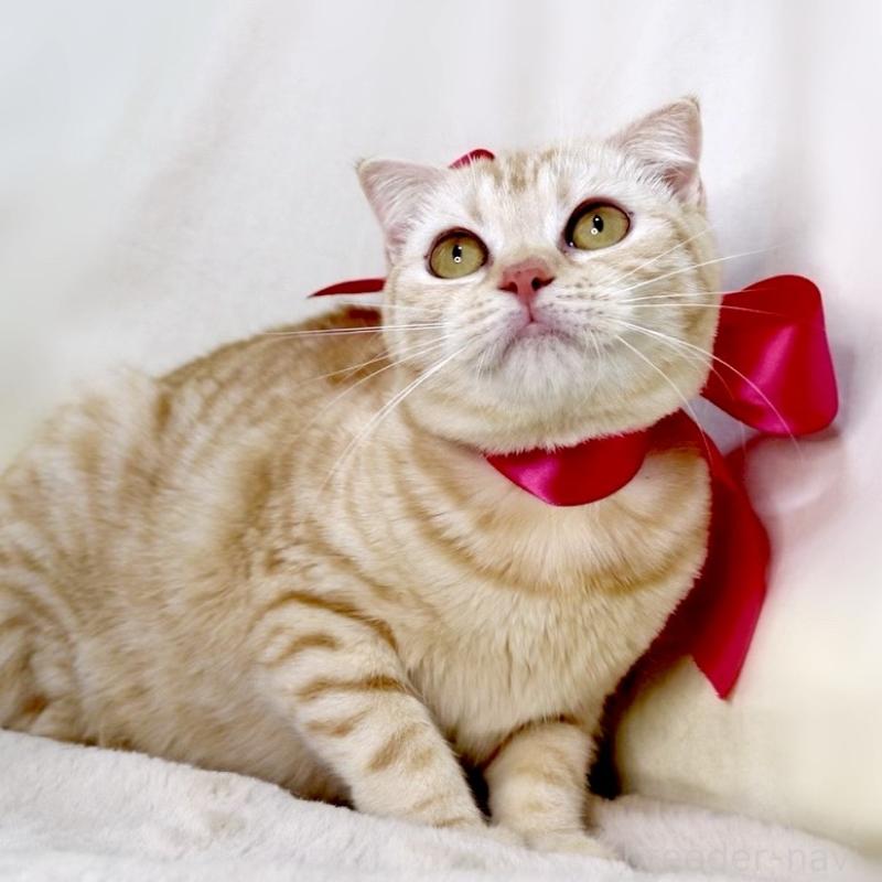 販売中の栃木県のマンチカン-137429の3枚目