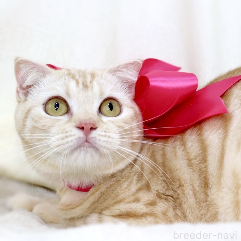 販売中の栃木県のマンチカン-137429の2枚目