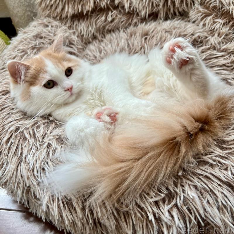 販売中の三重県のスコティッシュフォールド-129919の12枚目