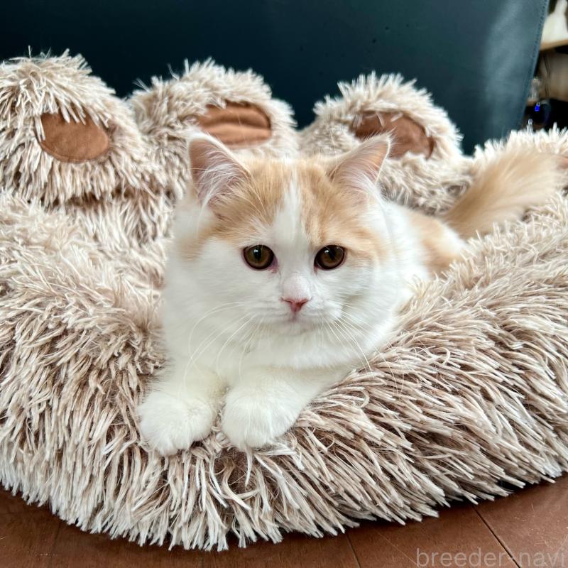 販売中の三重県のスコティッシュフォールド-129919の11枚目