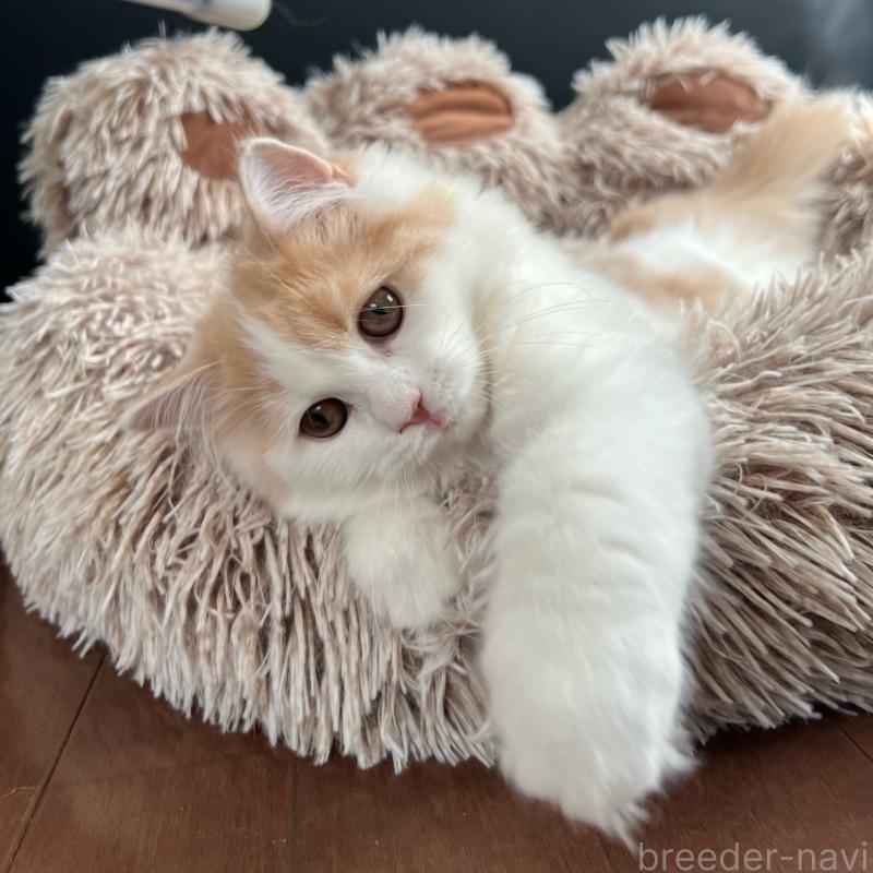 販売中の三重県のスコティッシュフォールド-129919の10枚目