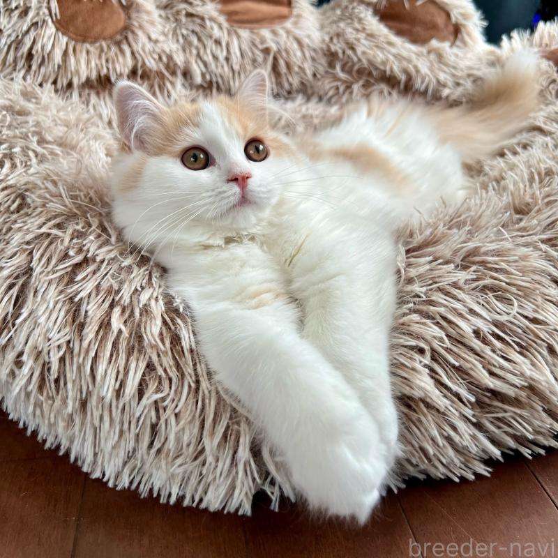 販売中の三重県のスコティッシュフォールド-129919の9枚目