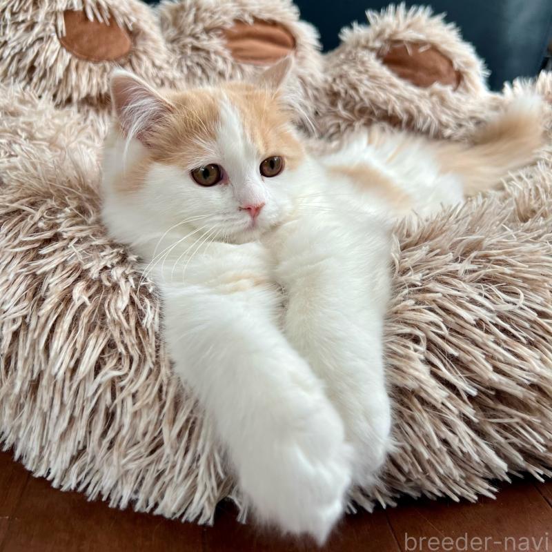 販売中の三重県のスコティッシュフォールド-129919の8枚目