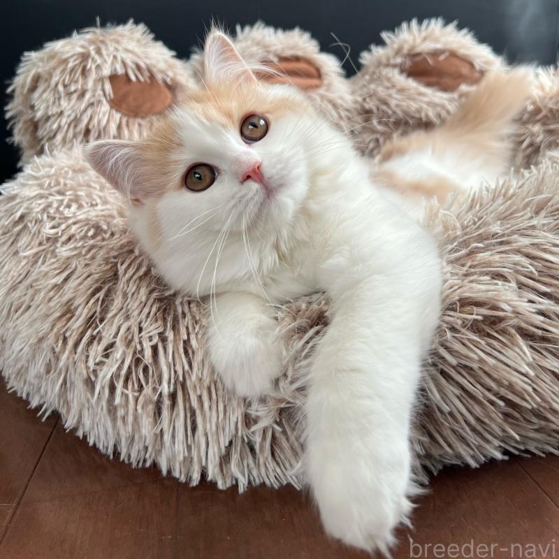 販売中の三重県のスコティッシュフォールド-129919の7枚目