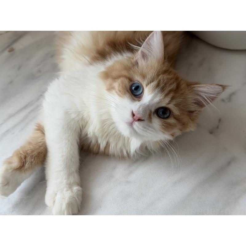 販売中の東京都のラガマフィン-130809の5枚目